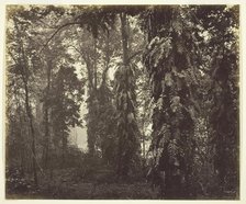 Darjeeling, India, c. 1865. Creator: Samuel Bourne.