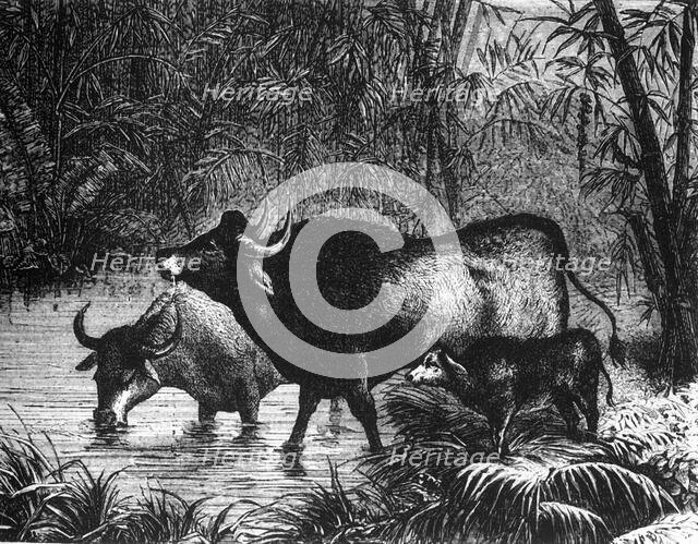 'The Indian Bison (Bos Gaurus)', c1891. Creator: James Grant.