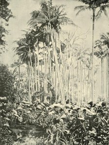 'A Grove of Palms', 1901. Creator: Unknown.