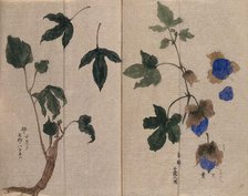 A mallow plant (Hibiscus species): fruiting stem in two sections. Creator: Unknown.