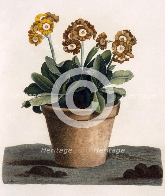 Auricula in a Pot, c. 1840's.