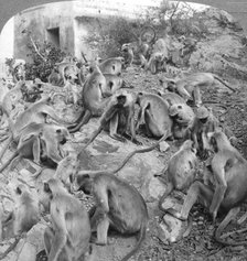 'Sacred' monkeys at Galta, near Jeypore, India, 1904.Artist: Underwood & Underwood