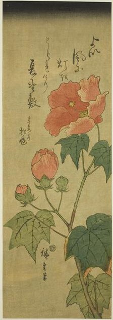 Hibiscus, c. 1843/47. Creator: Ando Hiroshige.