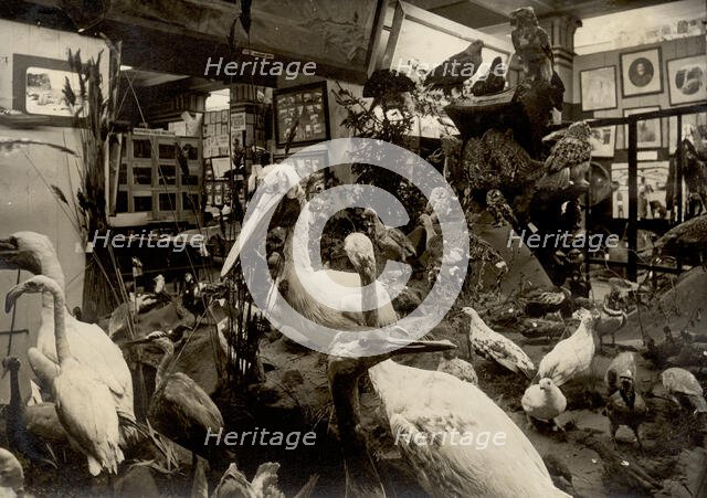 Exhibits of the West Siberian Imperial Russian Geographical Society; Birds of swamps and lakes, 1911 Creator: A. A. Antonov.