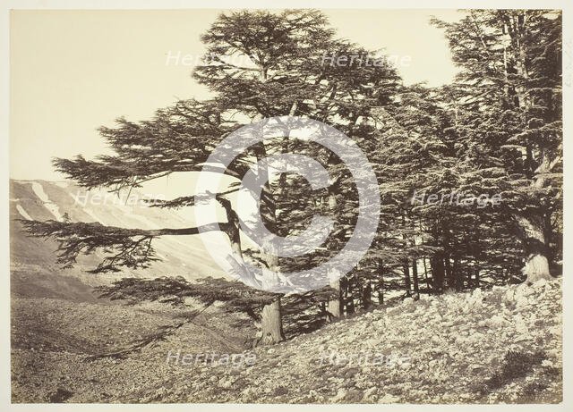 Cedars of Lebanon, c. 1870. Creator: Felix Bonfils.