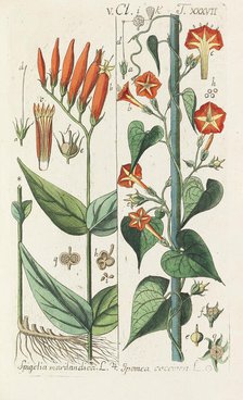 Botanisches Handbuch, 1808. Creator: Schkuhr, Christian (1741-1811).