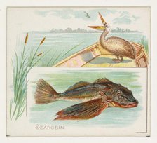 Searobin, from Fish from American Waters series (N39) for Allen & Ginter Cigarettes, 1889. Creator: Allen & Ginter.