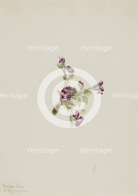 Alpine Pointvetch (Oxytropis podocarpa), 1916. Creator: Mary Vaux Walcott.