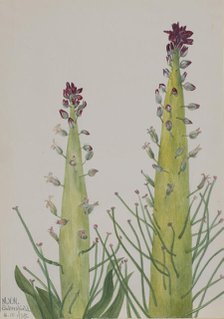 Squaw-Cabbage (Caulanthus inflatus), 1935. Creator: Mary Vaux Walcott.