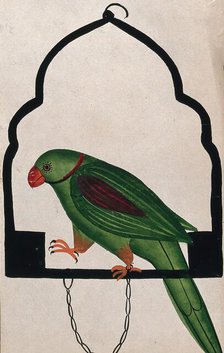 Pet parrot on a perch. Creator: Unknown.