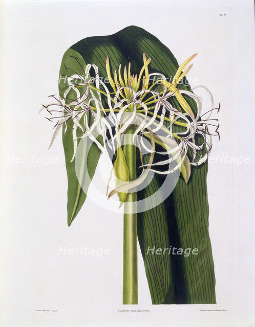 Crinum Declinatum, 1831-1834.