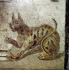 Detail from Roman mosaic showing a cat, Pompeii, Italy. Creator: Unknown.