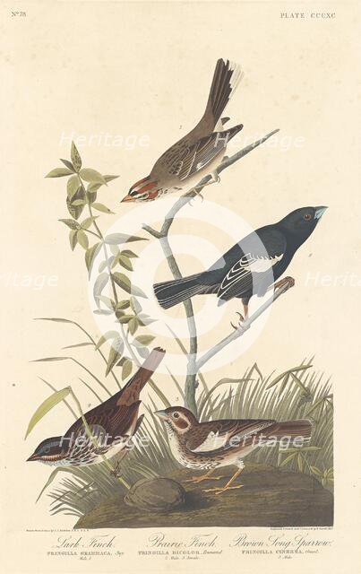 Lark Finch, Prairie Finch and Brown Song Sparrow, 1837. Creator: Robert Havell.