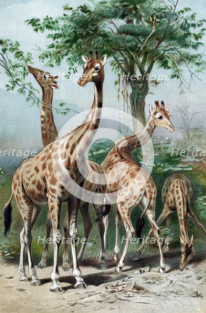 Giraffes browsing, c1885. Artist: Unknown