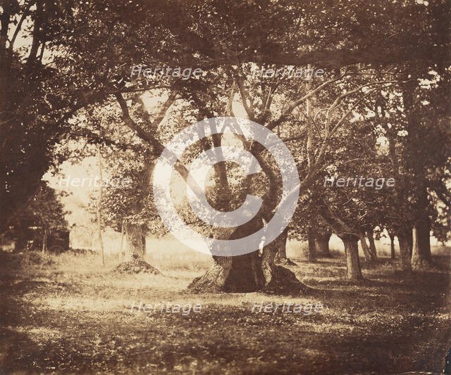 Hollow Oak Tree, Fontainebleau, 1855-57. Creator: Gustave Le Gray.