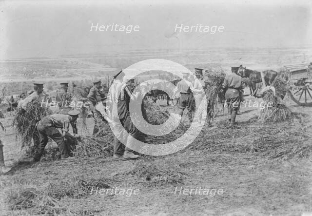 British soldiers feed horses, Apr 1917. Creator: Bain News Service.