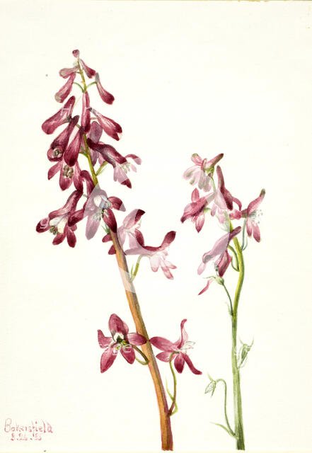 Red Larkspur (Delphinium nudicale), 1935. Creator: Mary Vaux Walcott.