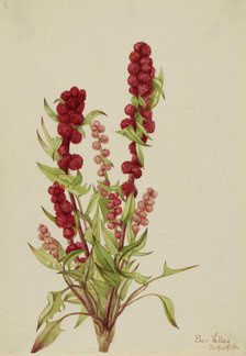 Strawberry-Blite (Chenopodium capitatum), 1918. Creator: Mary Vaux Walcott.