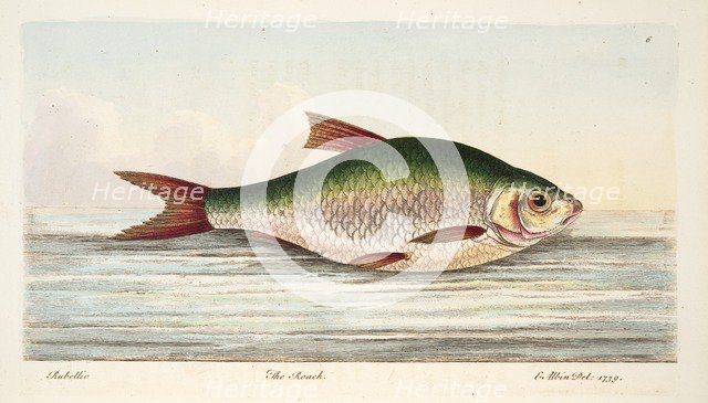 The Roach, from A Treatise on Fish and Fish-ponds, pub. 1832 (hand coloured engraving)
