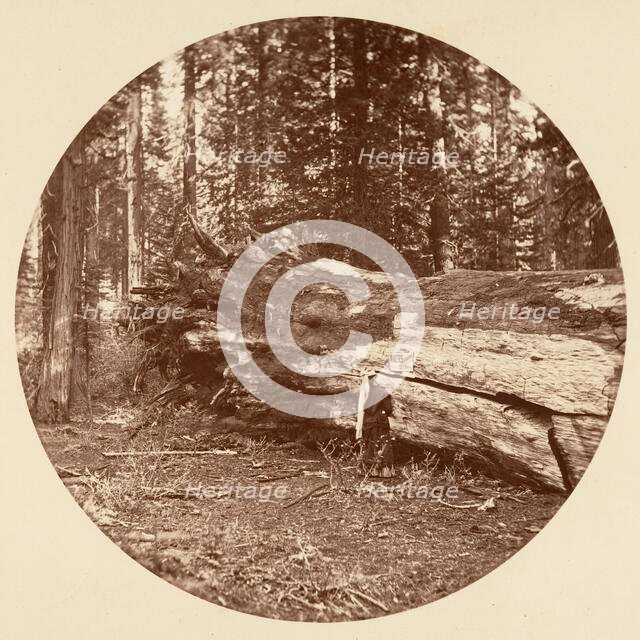 The Miners Cabin - Calaveras Grove, ca. 1878. Creator: Carleton Emmons Watkins.