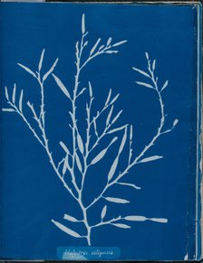 Halydrys siliquosa, 1843 or 1844. Creator: Anna Atkins.