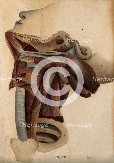 Dissection of the neck, 1800-1899. Creator: Unknown.