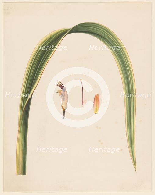 Study of a leaf and a flower, 1836-1915. Creator: Abraham Jacobus Wendel.