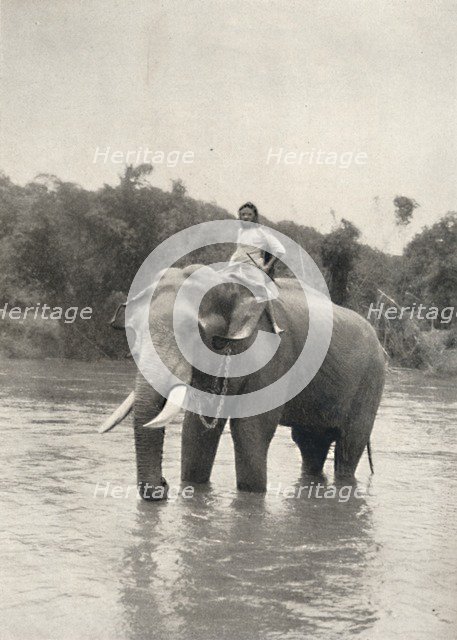 'Elefant mit Kornak (In der Mahavaliganga)', 1926. Artist: Unknown.
