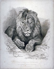 'Nero, a lion from Senegal, now exhibiting in the Tower of London', 1814. Artist: Edwin Henry Landseer