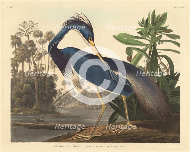 Louisiana Heron, 1834. Creator: Robert Havell.