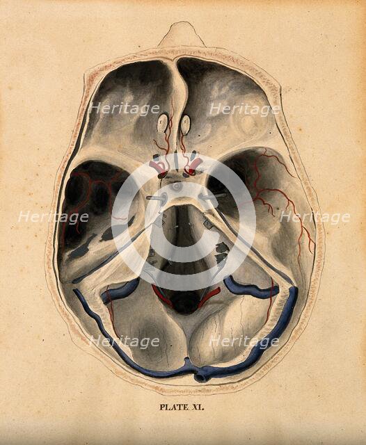 Skull: lateral section, with blood-vessels indicated in red and blue, 1820-1827. Creator: William Home Lizars.