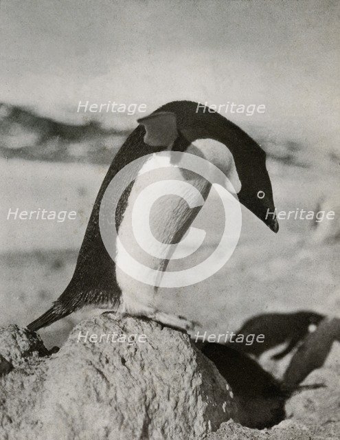 'An Adélie Penguin About To Dive', c1910–1913, (1913). Artist: Herbert Ponting.