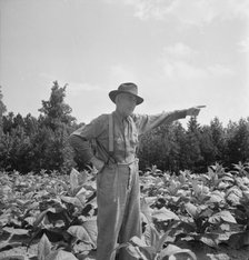 Tobacco farmer, owner of 100 acres, Person County, North Carolina, 1939. Creator: Dorothea Lange.