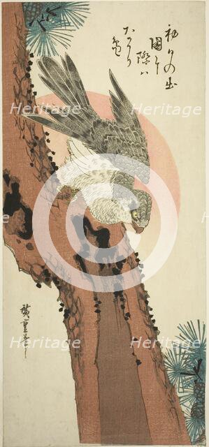 Falcon on a Pine Tree with the Rising Sun, c. 1835. Creator: Ando Hiroshige.