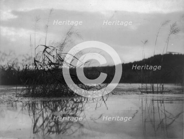 Windswept sedges, c1896. Creator: Frances Benjamin Johnston.
