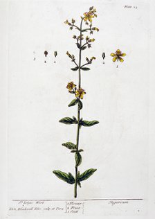 St John's Wort, 1782. Artist: Elizabeth Blackwell