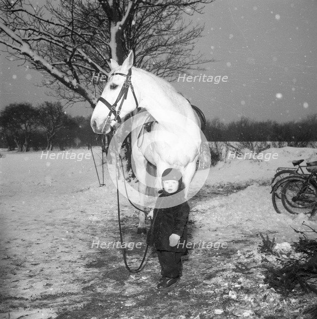 A little boy with a horse in winter, Sweden, 1958. Artist: Unknown