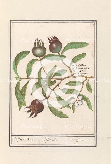 Medlar (Mespilus germanica), 1596-1610. Creators: Anselmus de Boodt, Elias Verhulst.