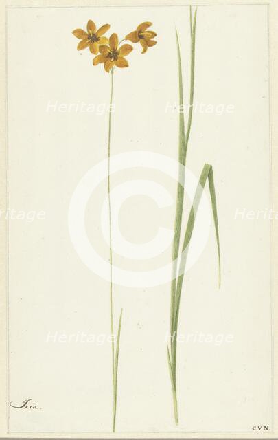 Ixia, 1741-1795. Creator: Cornelis van Noorde.