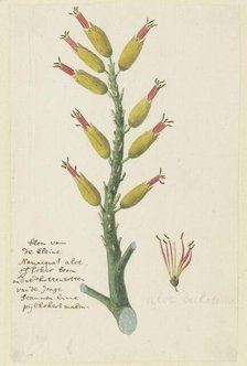 Aloe dichotoma Masson (Quiver tree or Kokerboom), 1777-1786. Creator: Robert Jacob Gordon.