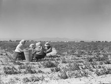 Lunchtime in the pea fields with camp in background, near Calipatria, California, 1939. Creator: Dorothea Lange.
