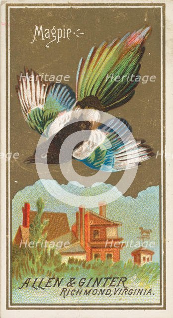 Magpie, from the Birds of America series (N4) for Allen & Ginter Cigarettes Brands, 1888. Creator: Allen & Ginter.