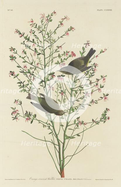 Orange-crowned Warbler, 1833. Creator: Robert Havell.