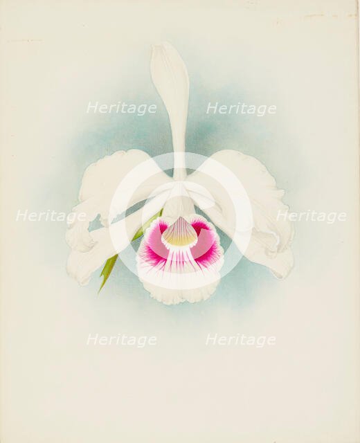 Orchid: Laelia purpurala, 1907. Creator: Frederick William Bolas.