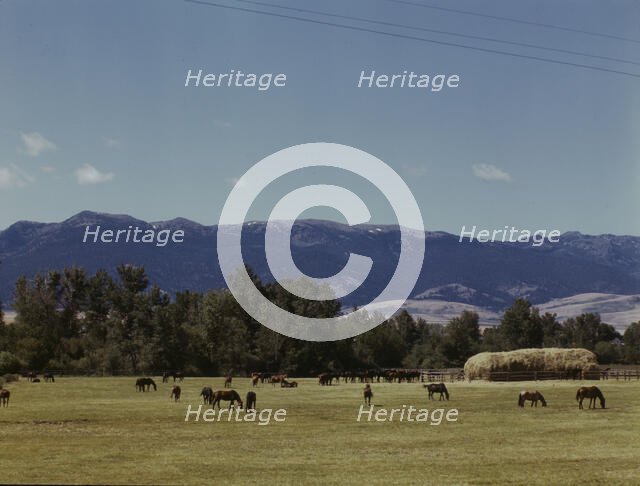 Horse breeding ranch, Grant Co., Oregon, 1942. Creator: Russell Lee.