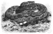 The Great Python Serpent incubating at the Zoological Society's Gardens, Regent's Park, 1862. Creator: Pearson.