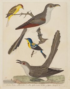 Carolina Cuckoo, Black-billed Cuckoo, Blue Yellow-backed Warbler, and Yellow..., pub. 1808-1814. Creator: Alexander Lawson.