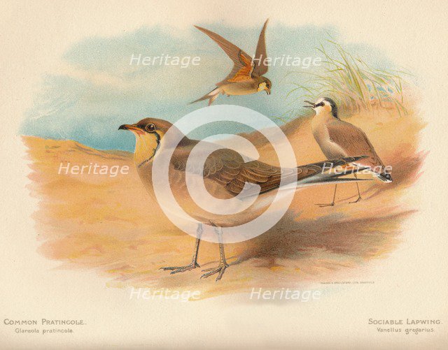 'Common Pratincole (Glareola pratincola), Sociable Lapwing (Vanellus gregarius)', 1900, (1900). Artist: Charles Whymper.