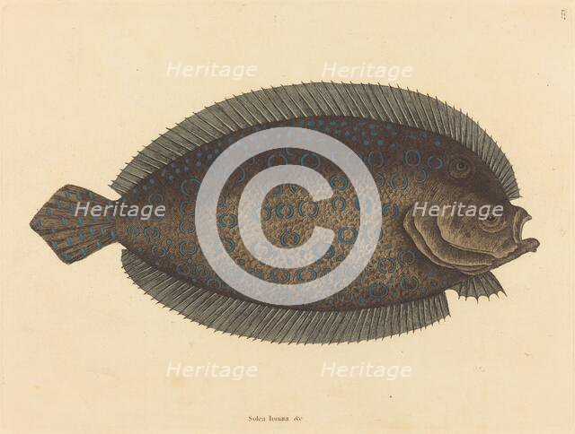 The Sole (Pleuronectes lunatus), published 1731-1743. Creator: Mark Catesby.