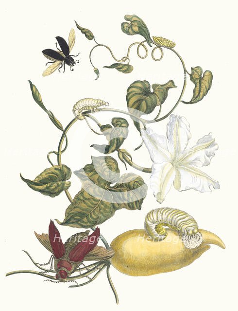 Battattes. From the Book Metamorphosis insectorum Surinamensium, 1705. Creator: Merian, Maria Sibylla (1647-1717).